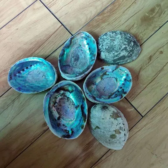 2018 big promotion new zealand kauri shell abalone in stock
