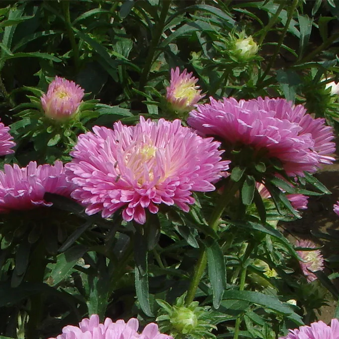 2021 China Aster Seeds, Different Types Flower Seed For Sale