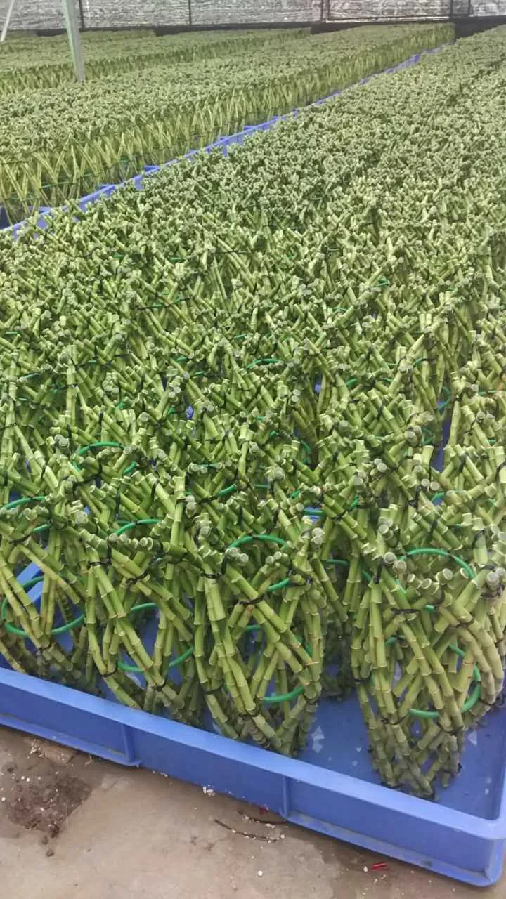 
Braided shape lucky bamboo, dracaena sanderiana, indoor plants bonsai nursery 
