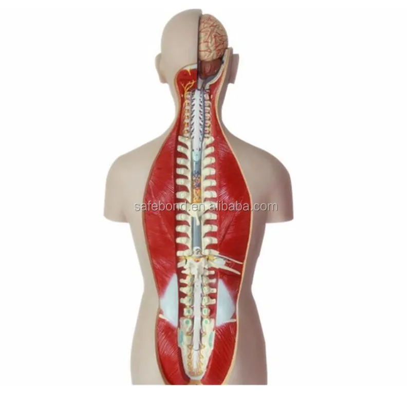 Human Organs Model Manikin Medical Science Teaching Model Human Organs Model with 15 Parts for School Supply Half Body Portable