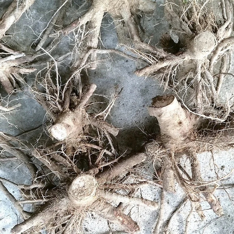  Китай холодностойкое быстрорастущее молодое дерево paulownia 9501 для древесины