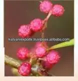 Widely Selling Top Quality Natural Tomar Seed Oil at Best Market Price