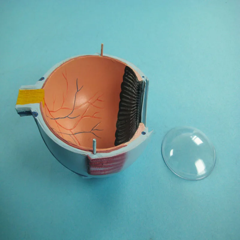 
Biology Education Equipment Anatomical Enlarged Human Eye Structure Model 