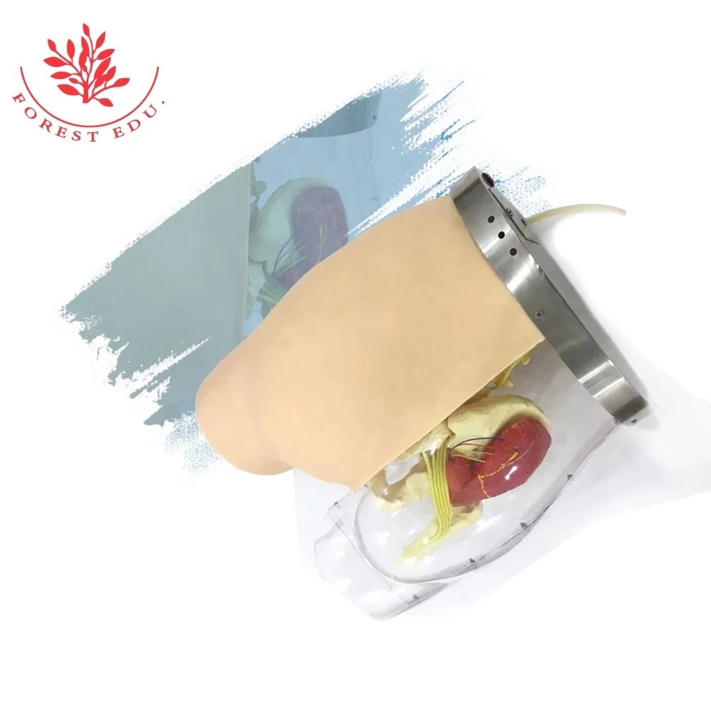 Medical Nursing model Human Buttocks intramuscular injection model