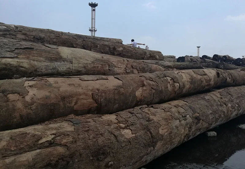 Doussie , Sapelli , Tali , Teak , Pachyloba Wood Logs
