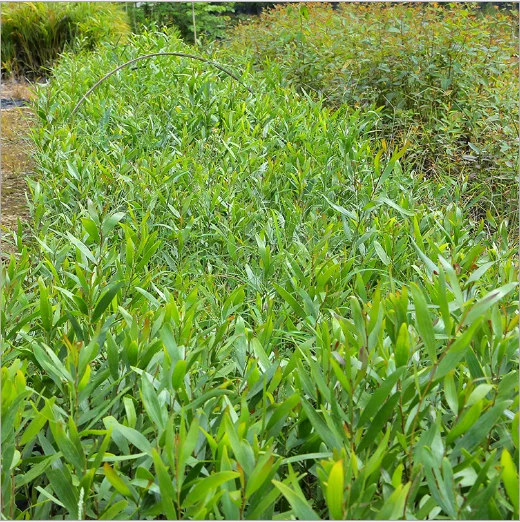  Саженцы акации из Тайваня