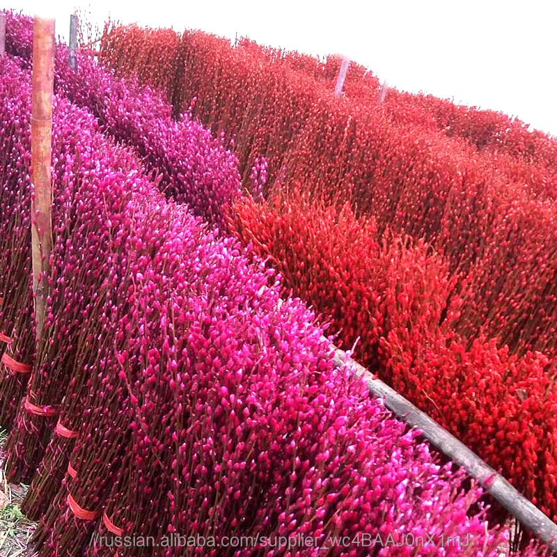 Свежих срезанных цветов вербы Salix на новый год умственной деятельности высокое качество натуральный свежий цветок