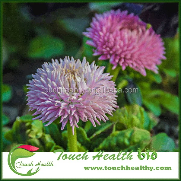 2021 Red Clover seeds/ T.prate nse Linn seeds/forage grass seeds