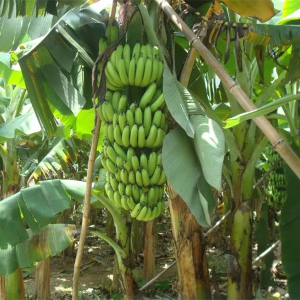 18% single super phosphate ssp fertilizer