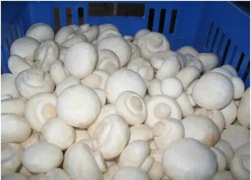 
Detan Fresh Champignon Mushroom 
