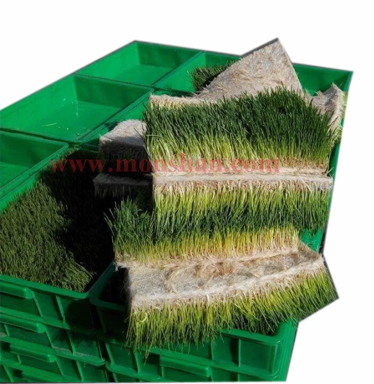 CE Hydroponic Fodder Seeds Bud Germination Machine For Poultry Farm