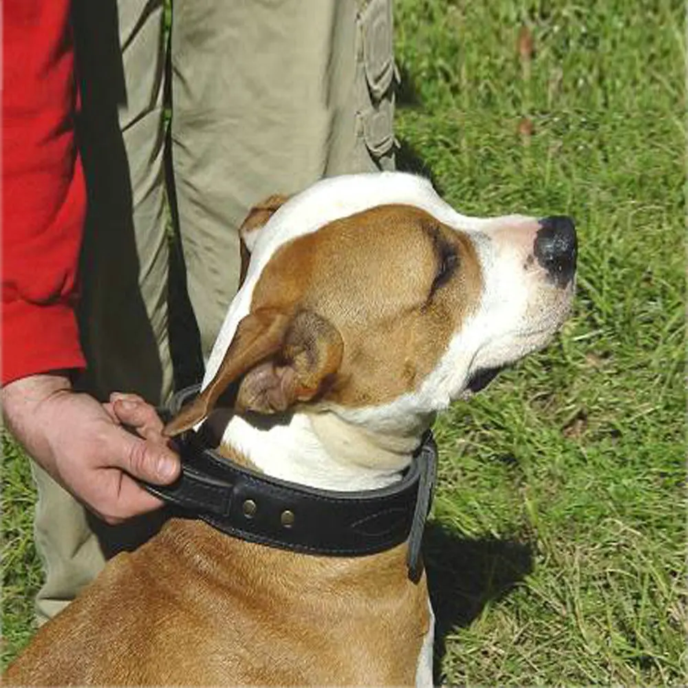 Wholesale cheap adjustable leather dog collar with convenient handle