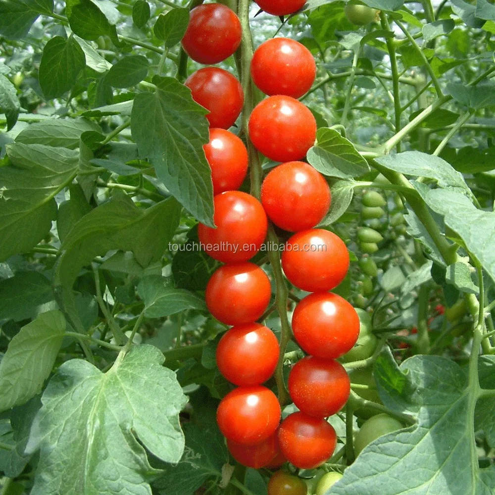 2021 год, Touchhealthy поставка, отправка в космос, семена томатов с высокой урожайностью, 100 семян в пакетах