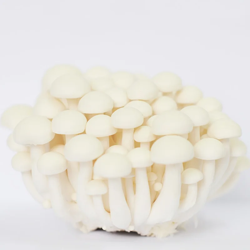 
China White Shimeji Fresh Mushroom 2019 fresh mushroom hot sale good health 