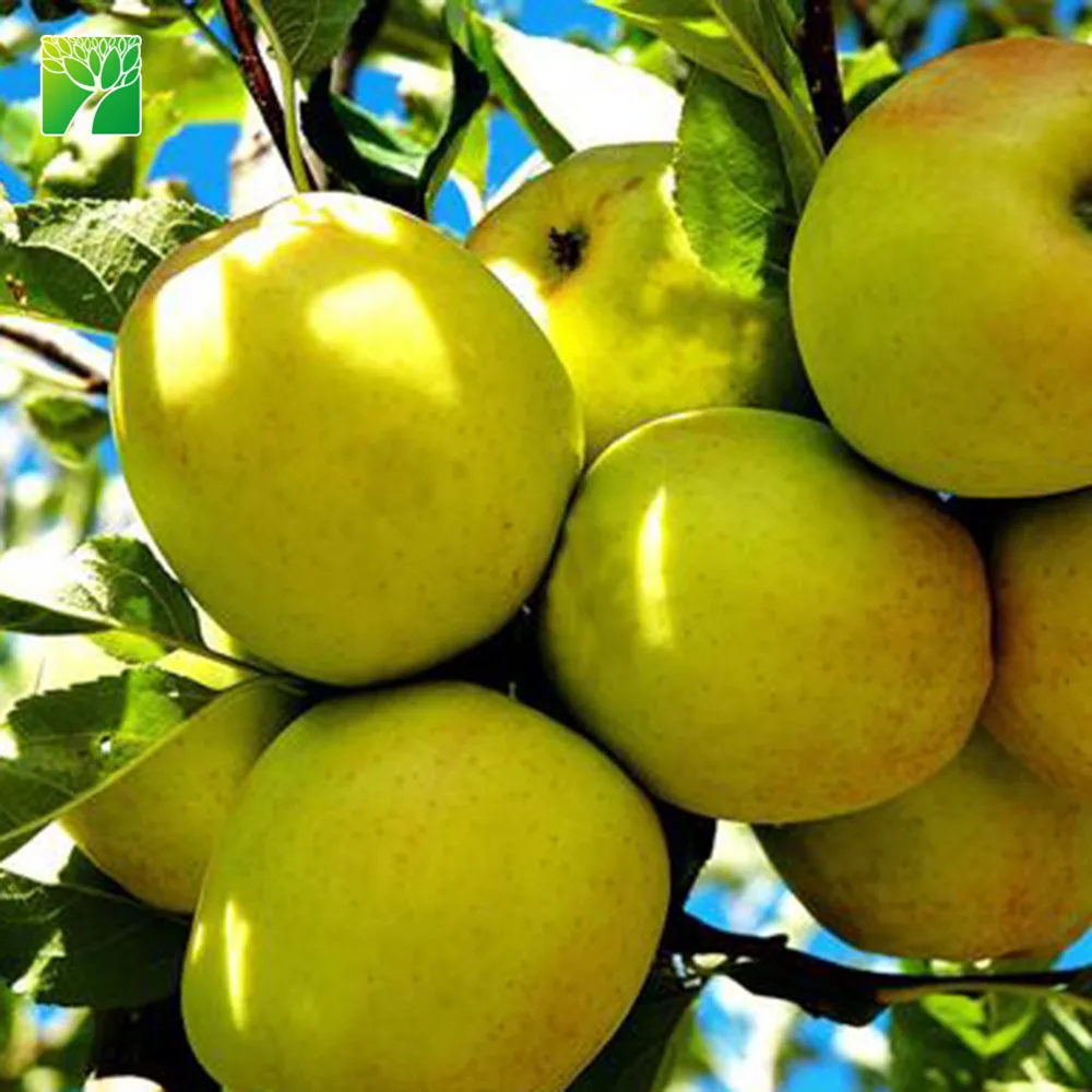 
 Солнцезащитный белый цветок, золотой восхитительный яблочный рассады, Малус пумила  