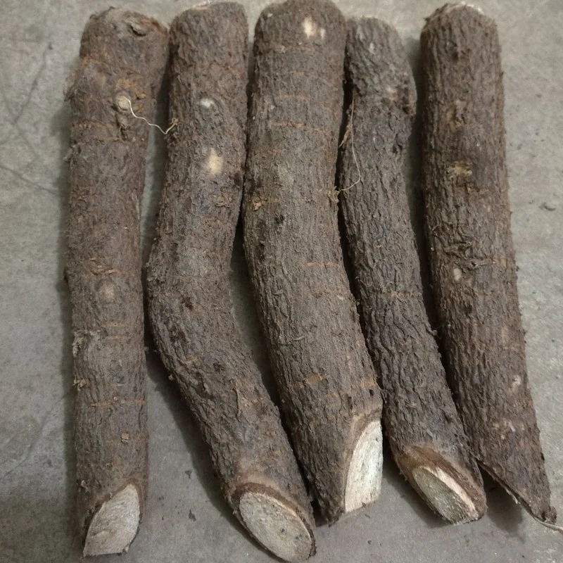 
Paulownia Tomentosa Root Cuttings for planting 