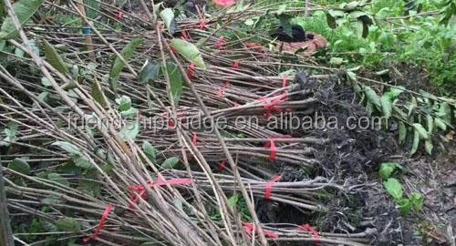 Chinese hot selling Cherry fruit seedling