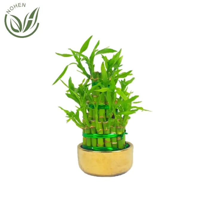 
wholesale indoor mini oramental decoration drcaena lucky bamboo plant spiral straight tower lucky bamboo plants 