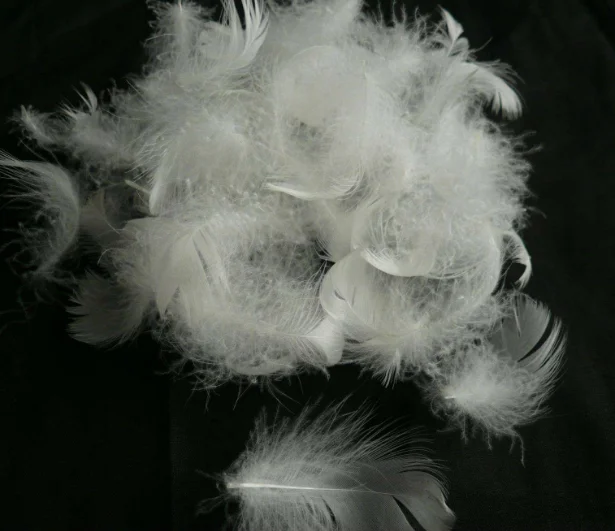 Bulk white duck feather pure washed filling material for cushion mattress