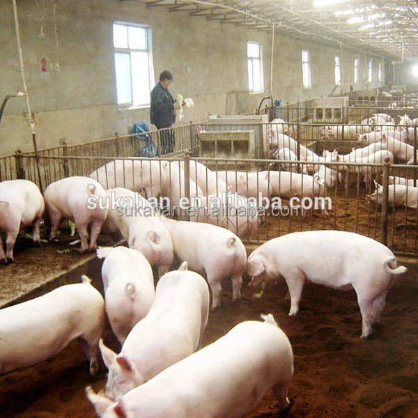 Benefit bacteria for pigs raising on fermentation bed