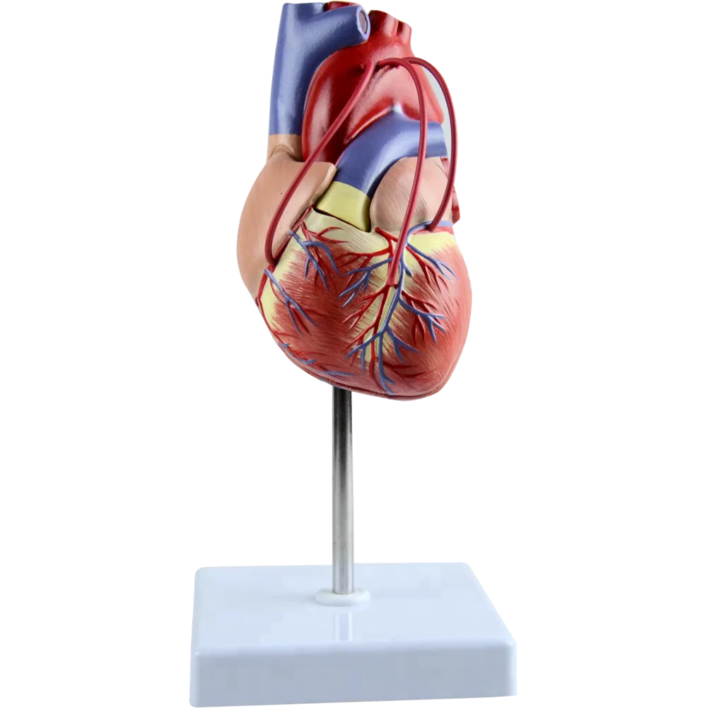 Life Size Human Heart Model with Bridges