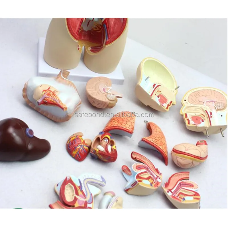 Human Organs Model Manikin Medical Science Teaching Model Human Organs Model with 15 Parts for School Supply Half Body Portable