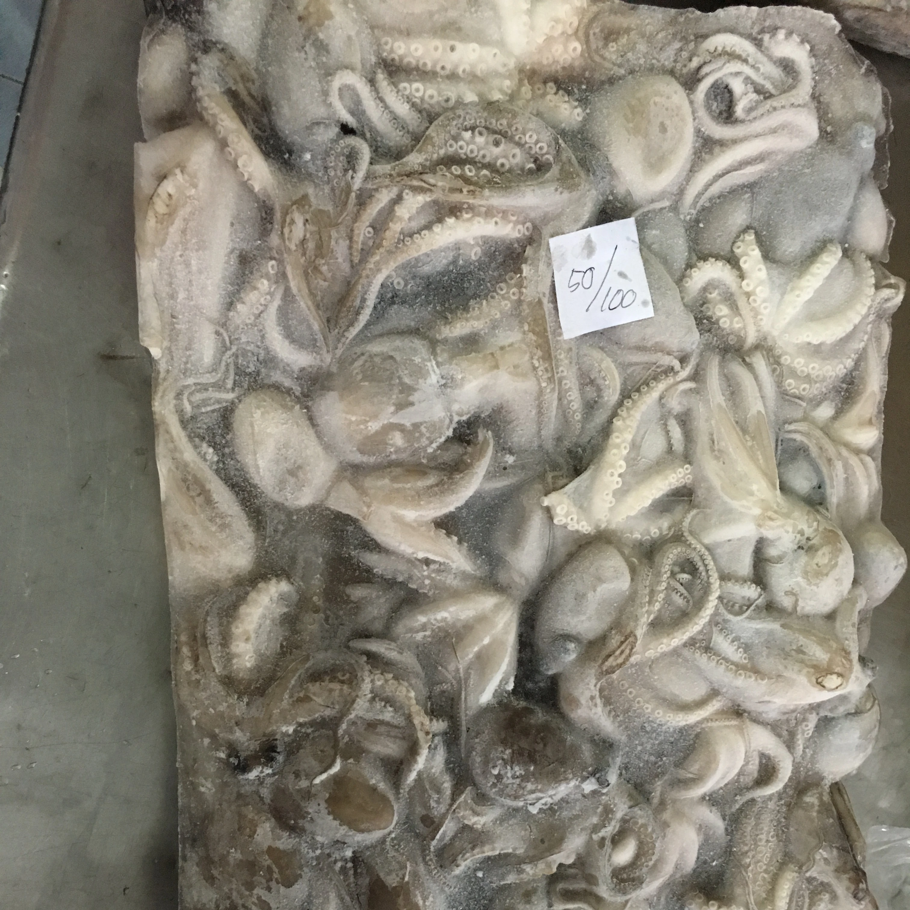 Wholesale frozen baby octopus price