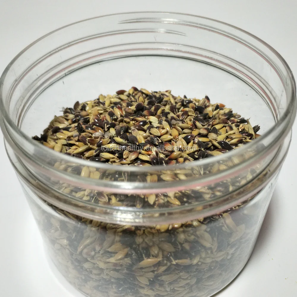 
2021 Supply Mutlicuts Sorghum Sudan Grass Seed , Best quality hybrid sorghum sudan seeds 