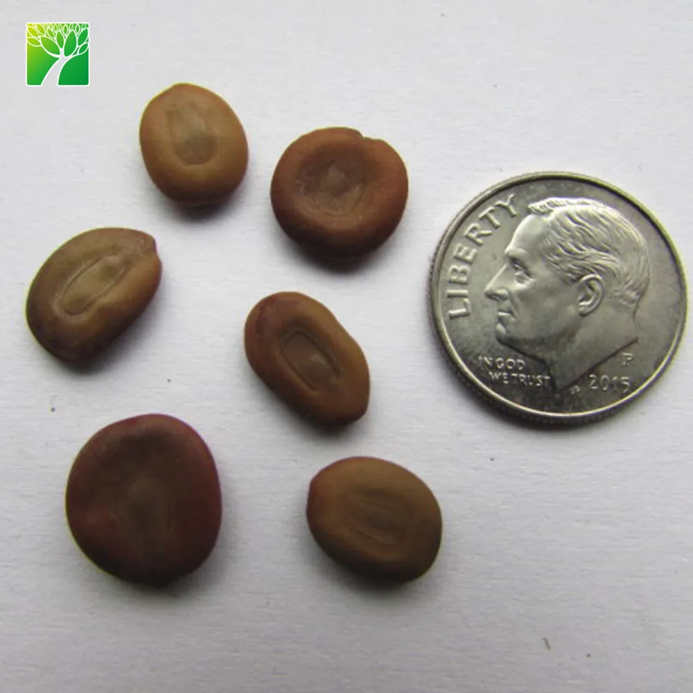 Растительная ферма, оптовая продажа, песчаная почва, тип дерева, растение Albizia пустынник