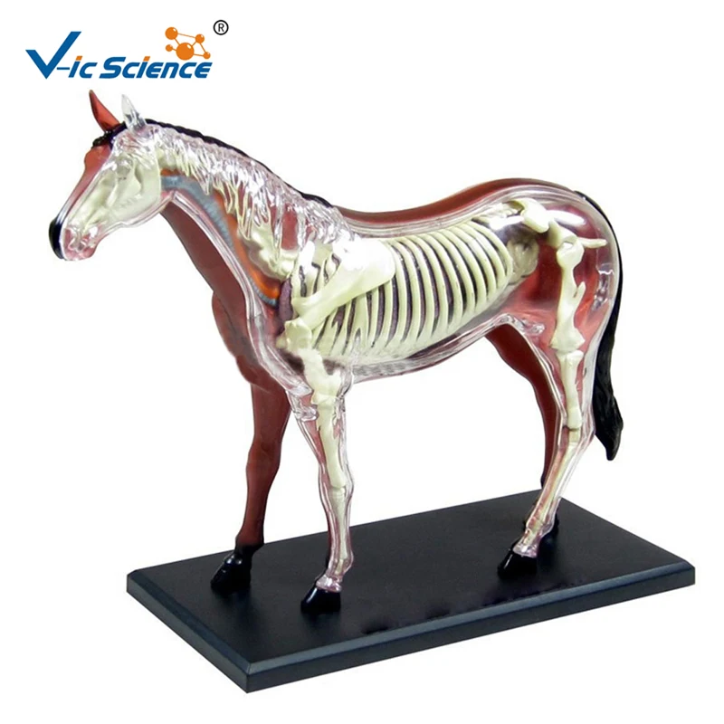 Hot Sale Animal Models Horse Acupuncture Model  for Teaching