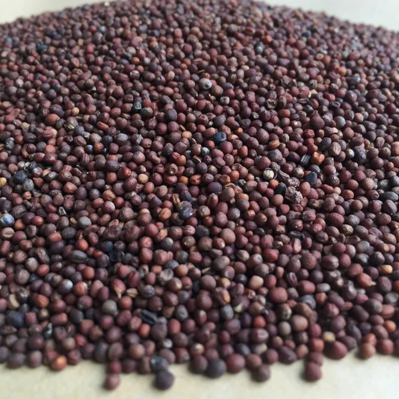 2021 семян органических детских овощей, семена брокколи для посадки