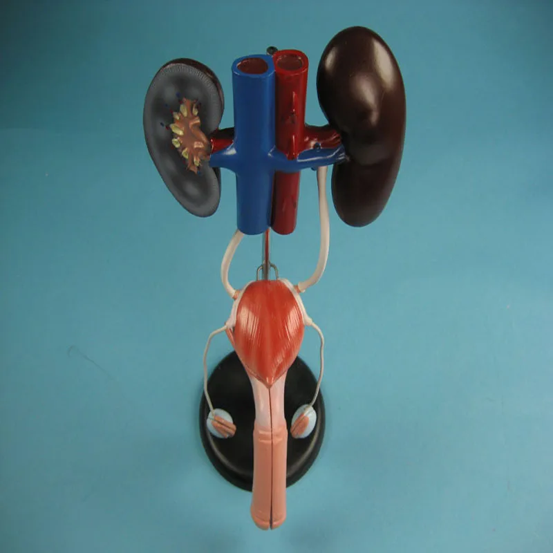 
Biology Education Equipment Anatomical Model of the Male genitourinary system 