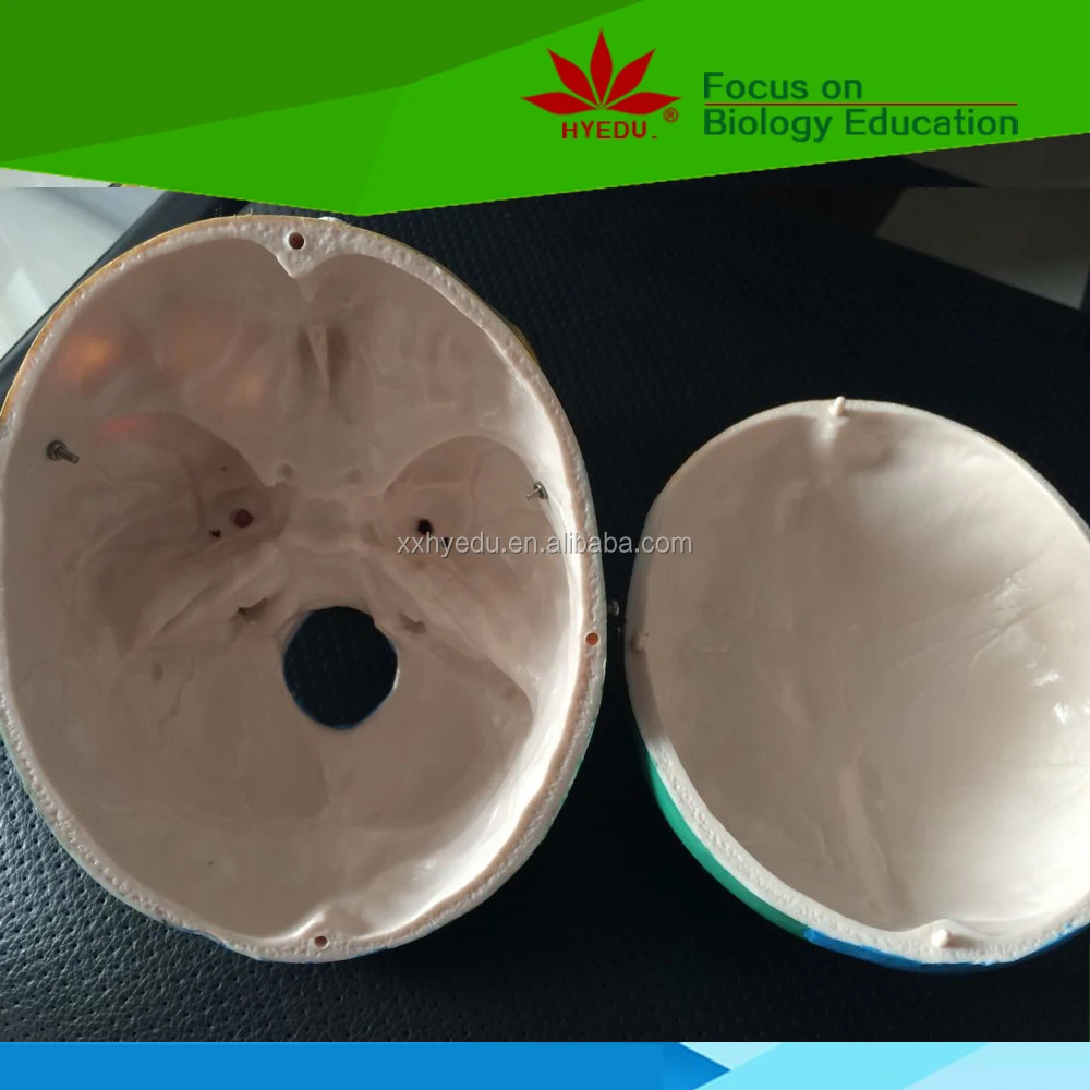 Teaching Resource Colored to Distinguish Different Regions Anatomical Skull Model of Human