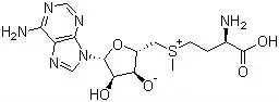 
Ademetionine 1,4-butanedisulfonate cas no 17176-17-9 