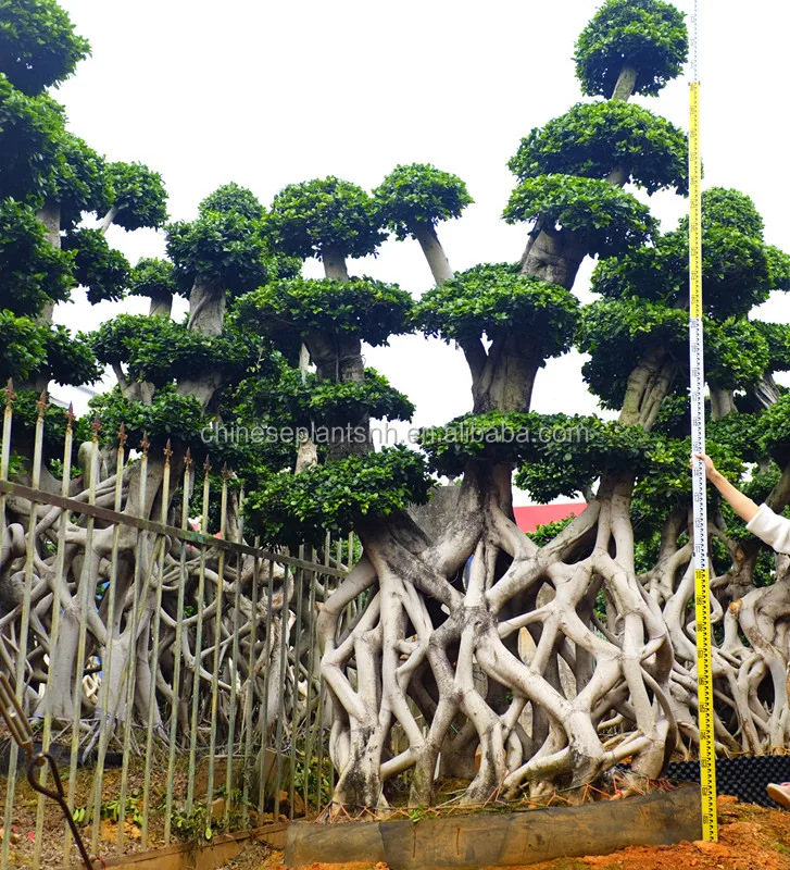 3-5M Net Shape  Ficus Bonsai Ficus Microcarpa for Outdoor pants Big ficus tree