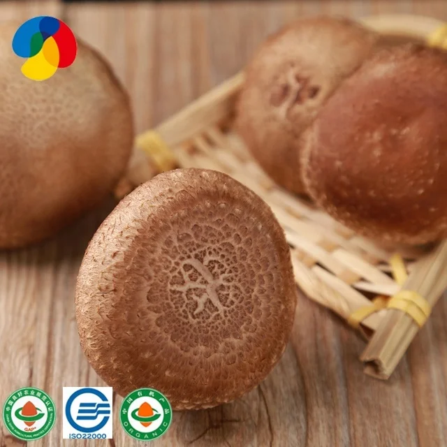 
China Qihe edible fungi shiitake mushroom seeds compost bags for sale /export to growing fresh shiitake mushroom 