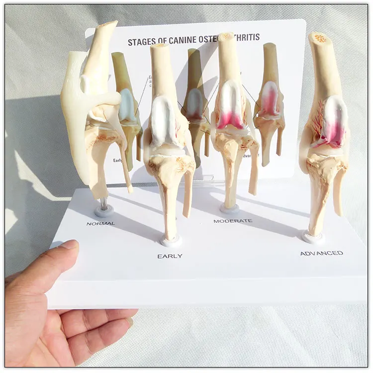 Dog knee joint model Stages of canine osteoporosis model
