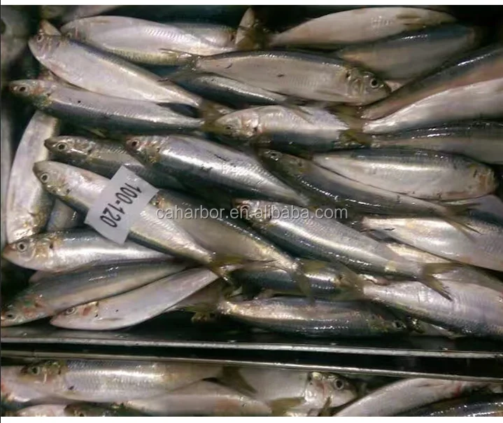 Frozen sardine sardinella longiceps for bait fish
