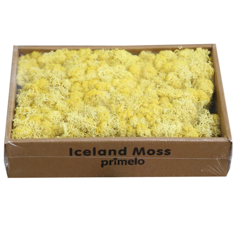 Soft Touch Preserved Moss Real Fresh Moss For   Wall Decoration