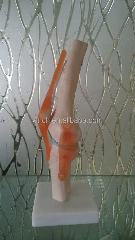 Life size коленного сустава анатомическая модель для школьного преподавания