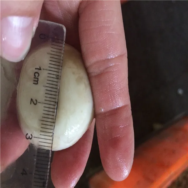 Canned food suppliers offer mushroom in brine