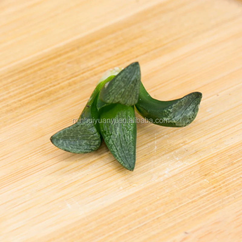  Чистые суккулентные растения Haworthia тканевые кутикулы для выращивания растений в