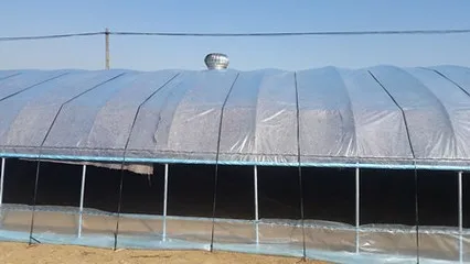 high quality tunnel greenhouse with succulent fleshiness