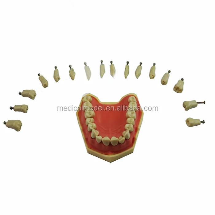 Replacement Teeth Model For Practice; Upper Jaw Teeth;Frasaco Teeth