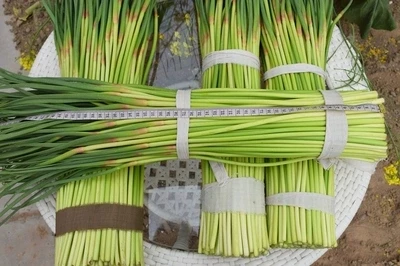 2020 china young garlic shoot , 250g one bundle