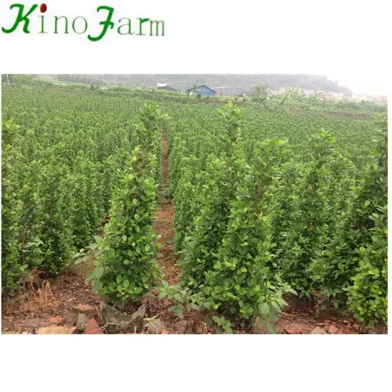 
zhangzhou kinofarm bonsai ficus bnjamina 