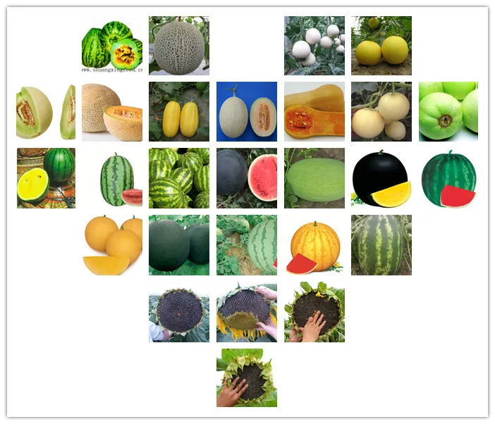 F1 hybrid lemon yellow flesh black skin seedless watermelon seed