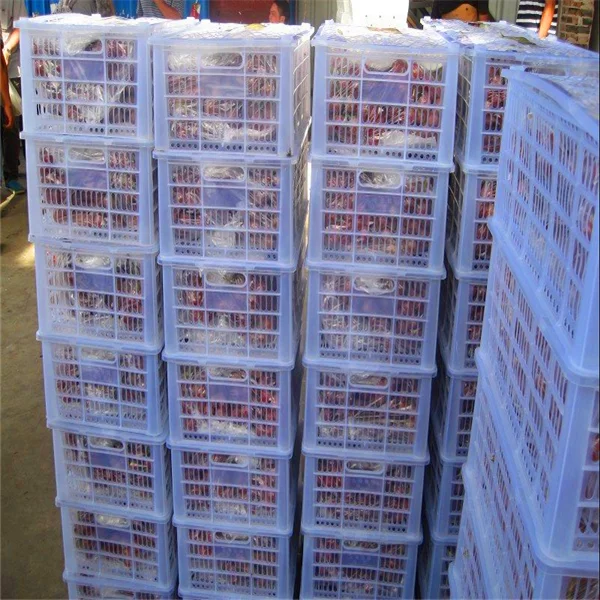 
Fresh Orange,Delicious Mandarin, From Turkey 