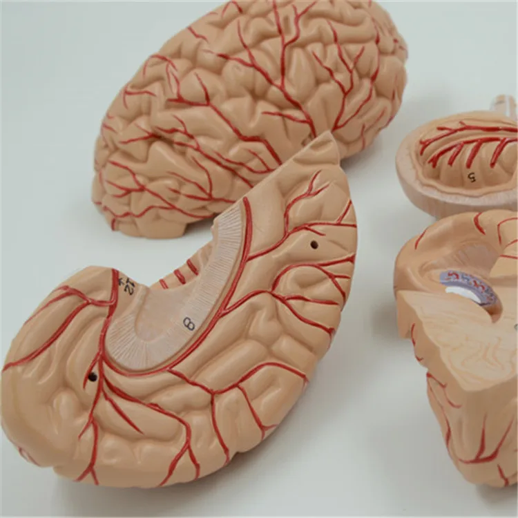 Дешевая модель мозга