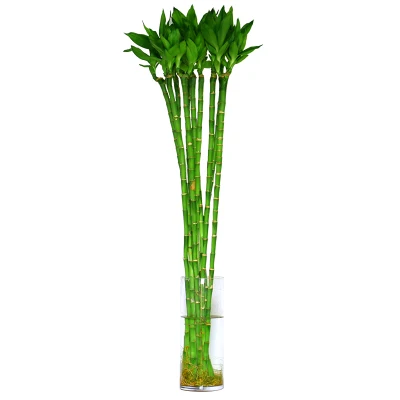 20cm straight lucky bamboo plant lucky bamboo cheap